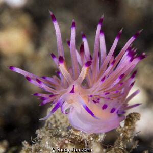 Flabellina by Rudy Janssen 